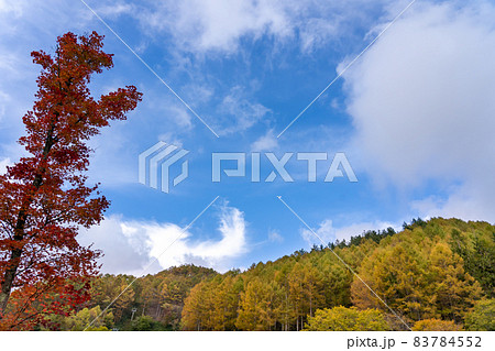 長野県阿智村 ヘブンスそのはらの休憩所前の一本の紅葉の木 長野県阿智村 ヘブンスそのはらの休憩所前の一本の紅葉の木 83784552