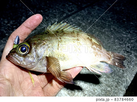 メバリング・メバル釣り・ルアーフィッシング 83784660