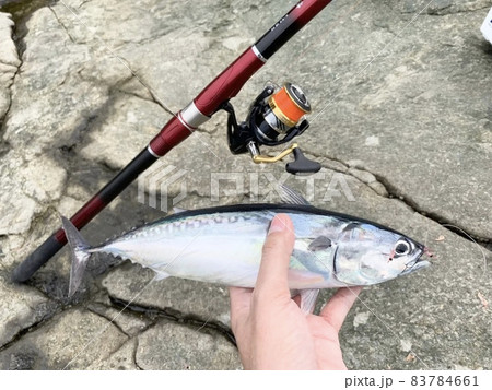ソウダガツオ・マルソウダ・カツオ・カゴ釣り・海釣り・磯釣り 83784661
