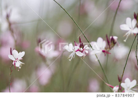 ピンク色のヤマモモソウ（山桃草）の花が咲いています。学名Oenothera lindheimeri  83784907