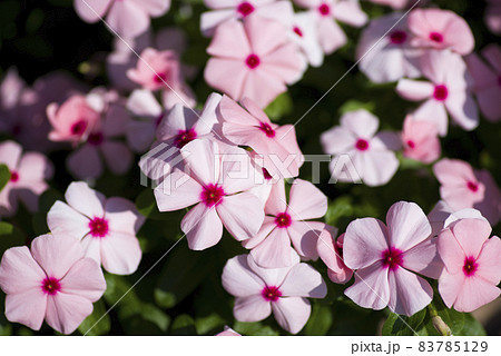 ピンク色のニチニチソウの花が咲いています。学名はCatharanthus roseusです。 83785129