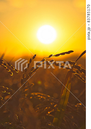 垂れる稲穂 83785170