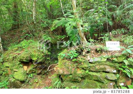 国頭村やんばるの森 比地大滝キャンプ場 炭焼き釜跡 国頭村やんばるの森 比地大滝キャンプ場 炭焼き釜跡 83785288