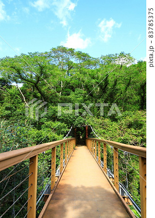 国頭村やんばるの森　比地大滝つり橋 83785375