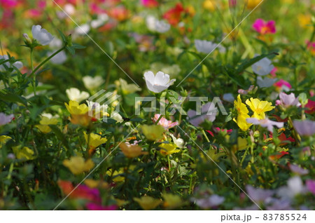 色とりどりのポーチュラカ(ハナスベリヒユ)の花が咲いています。学名:Portulaca 色とりどりのポーチュラカ(ハナスベリヒユ)の花が咲いています。学名:Portulaca 83785524