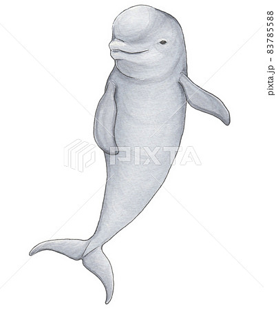 手描き動物図鑑 スナメリ 手描き動物図鑑 スナメリ 83785588