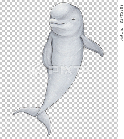 手描き動物図鑑 スナメリ 手描き動物図鑑 スナメリ 83785588