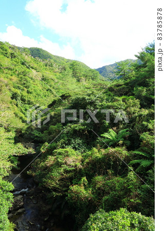 比地大滝つり橋から見たやんばるの森 83785878