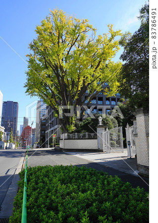 11月　港区1460綱の手引き坂とイチョウ(綱町三井倶楽部)･三田二丁目 83786491