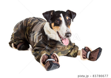 Portrait of a purebred smooth fox terrier white background 83786677
