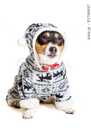 Jack Russell Terrier, isolated on white Jack Russell Terrier, isolated on white 83786697