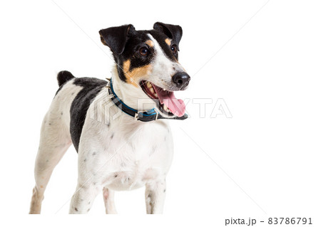 Fox terrier posing in studio on white background. isolated Fox terrier posing in studio on white background. isolated 83786791
