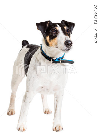 Fox terrier posing in studio on white background. isolated Fox terrier posing in studio on white background. isolated 83786793