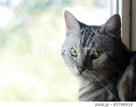 portraits head shot of a cute AMERICAN SHORT HAIR grey with black stripes young cat home pet closeup selective focus at bed room window looking outside for freedom with lonesome mood 83786918