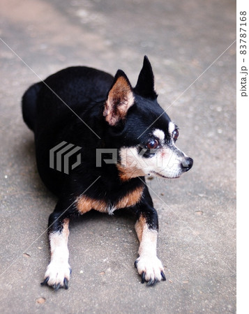 cute black fat lovely miniature pinscher dog with brown dog eyes smiling face close up resting outdoor on a country house's floor portraits view in summer time 83787168