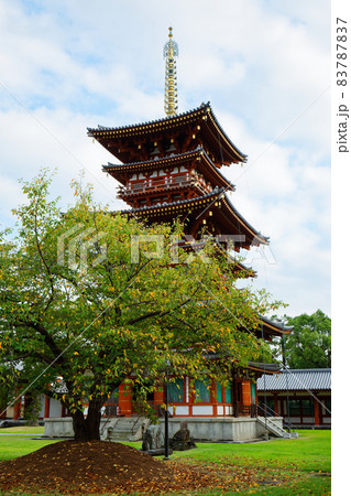 薬師寺 三重塔 西塔と桜の木 薬師寺 三重塔 西塔と桜の木 83787837