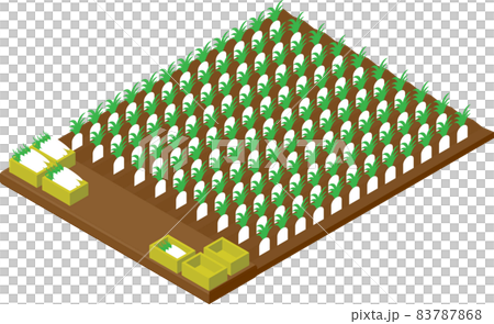Isometric radish field 83787868
