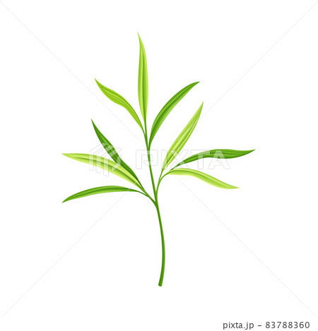 Bamboo Foliage and Green Leaf with Stem Vector Illustration 83788360