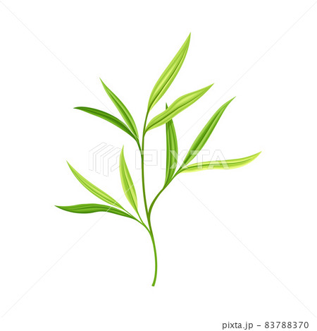 Bamboo Foliage and Green Leaf with Stem Vector Illustration Bamboo Foliage and Green Leaf with Stem Vector Illustration 83788370