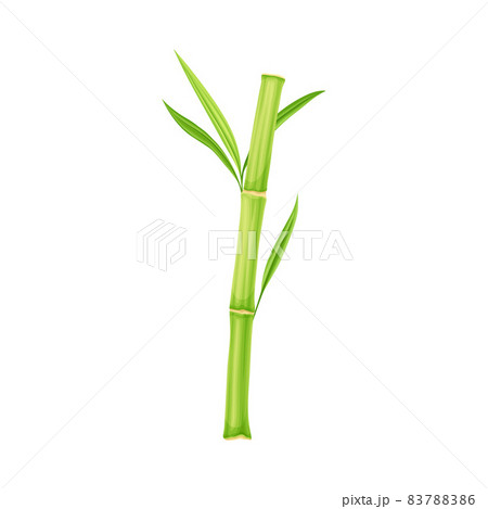 Bamboo as Evergreen Perennial Flowering Plant with Hollow Stem and Green Leaf Vector Illustration 83788386