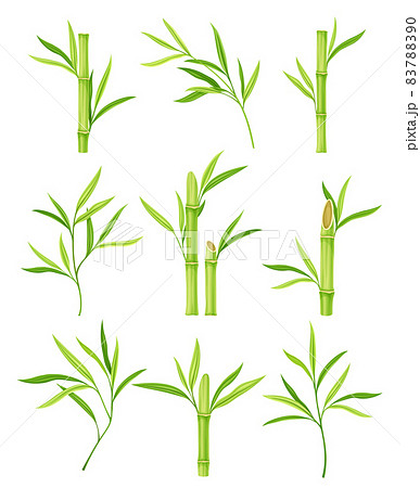 Bamboo stick with hollow stem and green foliage Vector Image