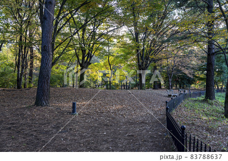 秋の「金川の森」風景 秋の「金川の森」風景 83788637