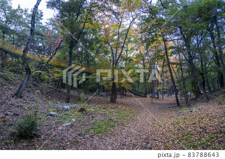 秋の「金川の森」風景 秋の「金川の森」風景 83788643
