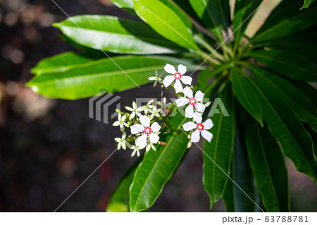 オキナワキョウチクトウの花 オキナワキョウチクトウの花 83788781