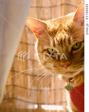 ベランダから飼い主を見つめる猫 83788889