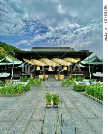 宮地嶽神社・花菖蒲と日本一の大注連縄(福津市/福岡) 宮地嶽神社・花菖蒲と日本一の大注連縄(福津市/福岡) 83788896