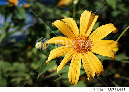 Yellow maxican sunflower touching sunlight in winter season. Yellow maxican sunflower touching sunlight in winter season. 83788933