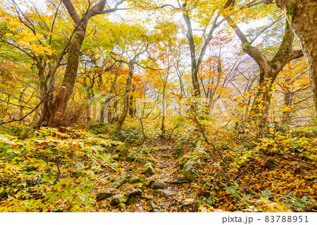 伯耆大山 元谷林道の紅葉 伯耆大山 元谷林道の紅葉 83788951