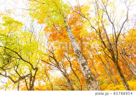 伯耆大山　元谷林道の紅葉 83788954