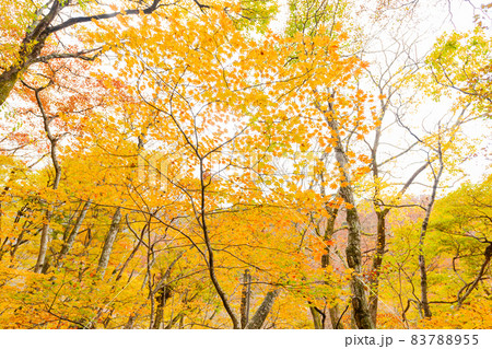 伯耆大山 元谷林道の紅葉 伯耆大山 元谷林道の紅葉 83788955