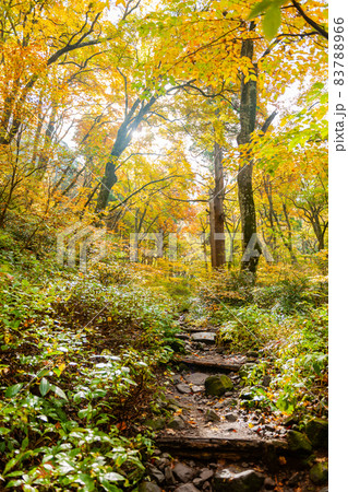 伯耆大山 元谷林道の紅葉 伯耆大山 元谷林道の紅葉 83788966