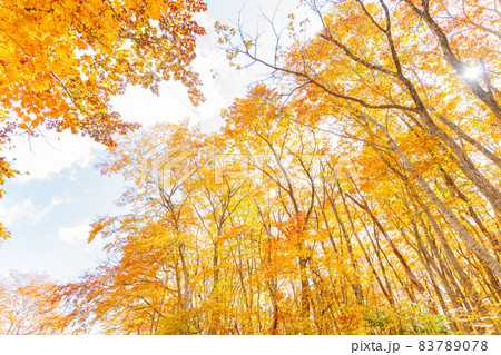 伯耆大山　二ノ沢の紅葉 83789078
