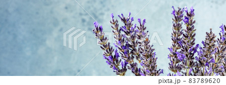 Lavender panorama with copy space. Lavandula plants panoramic header 83789620