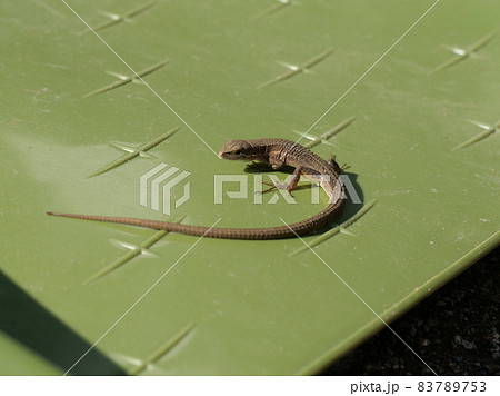 二ホントカゲ 83789753