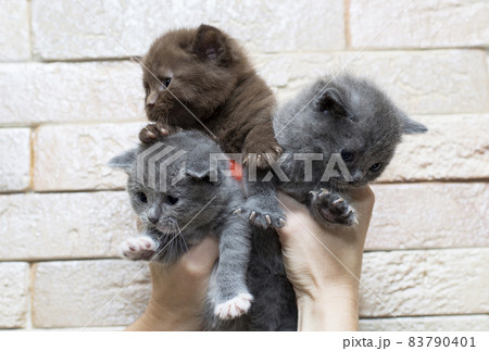 Scottish three kittens in their hands Scottish three kittens in their hands 83790401