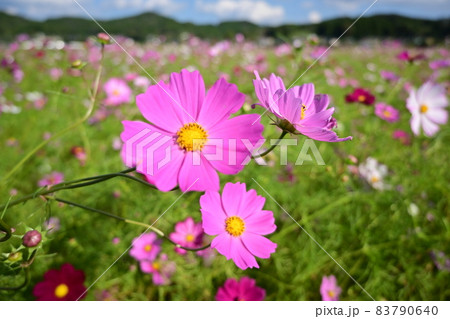 ピンク色のコスモスをクローズアップで撮影 83790640