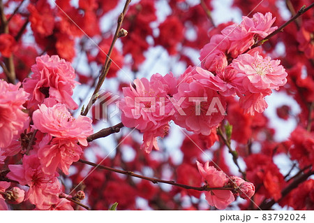 桃の花 桃の花 83792024