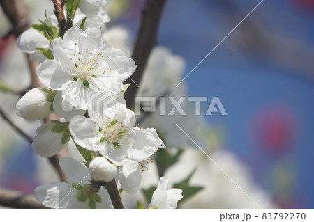 桃の花 83792270