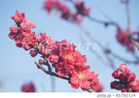 桃の花 83792524