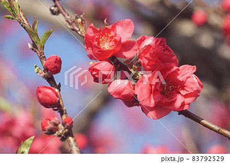 桃の花 桃の花 83792529