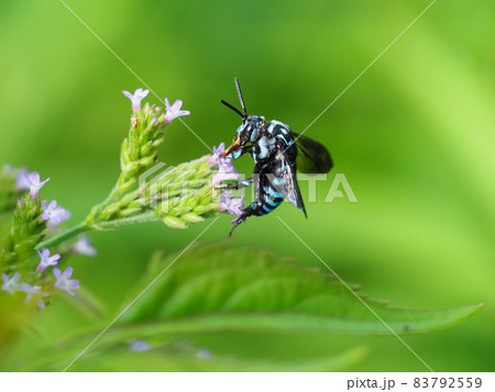 幸せの青い蜂ルリモンハナバチ 幸せの青い蜂ルリモンハナバチ 83792559