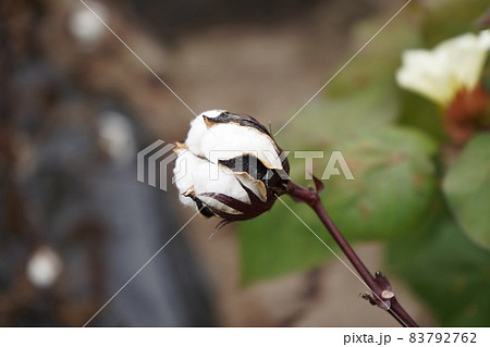 綿のイメージ素材 83792762