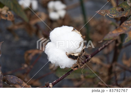 綿のイメージ素材 83792767