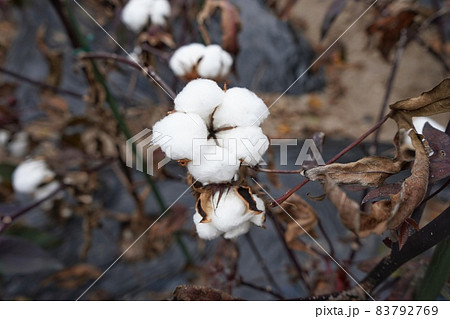綿のイメージ素材 83792769