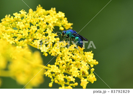 オミナエシで吸蜜するオオセイボウ 83792829