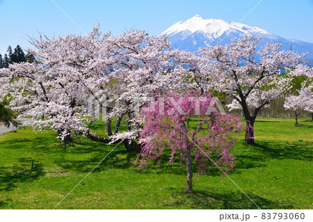 桜景 岩木川河川公園 桜景 岩木川河川公園 83793060